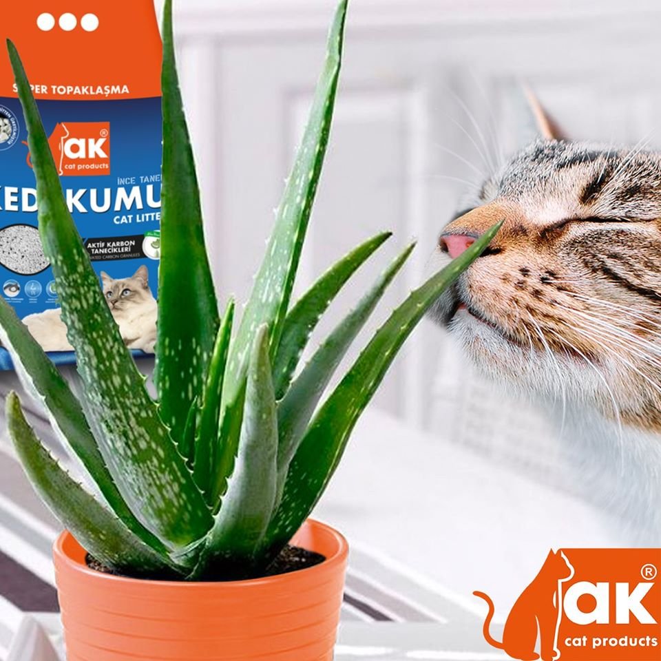 AK שקי חול לחתולים